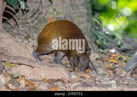 Honduras, Roatán, Ruatan Island Agouti (Dasyprocta ruatanica), Roatán Island Agouti Foto Stock