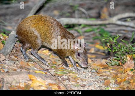 Honduras, Roatán, Ruatan Island Agouti (Dasyprocta ruatanica), Roatán Island Agouti Foto Stock