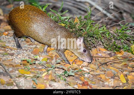 Honduras, Roatán, Ruatan Island Agouti (Dasyprocta ruatanica), Roatán Island Agouti Foto Stock