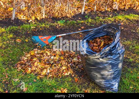 Pile di foglie autunnali con rastrello e sacchetto di plastica sul prato erboso durante la pulizia stagionale del giardino autunnale. Foto Stock