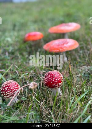 Amanita muscaria, vola agarico nell'erba Foto Stock