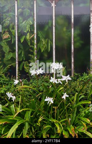 Le finestre di una Glasshouse in Scozia in una mattinata autunnale Foto Stock