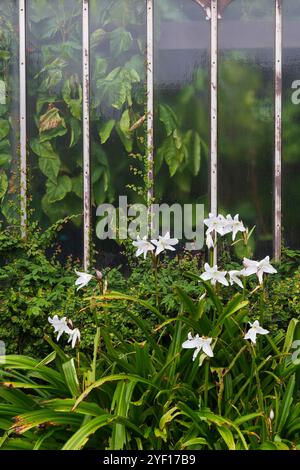 Le finestre di una Glasshouse in Scozia in una mattinata autunnale Foto Stock