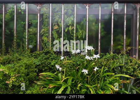 Le finestre di una Glasshouse in Scozia in una mattinata autunnale Foto Stock