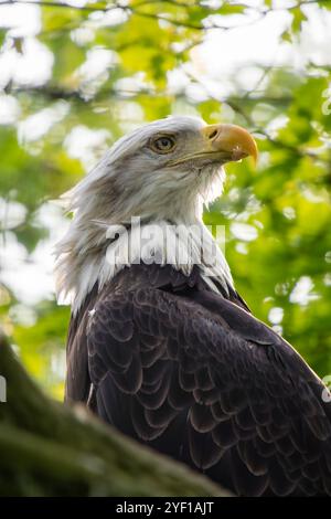 Aquila calva in ritratto. Birds of Prey Centre, Coledale, Alberta, Canada Foto Stock