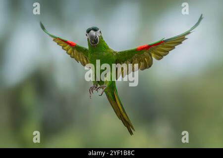 L'Amaca di Hahn o l'Amaca a spalla rossa Diopsittaca nobilis nobilis Foto Stock