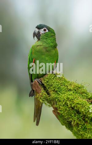 L'Amaca di Hahn o l'Amaca a spalla rossa Diopsittaca nobilis nobilis Foto Stock