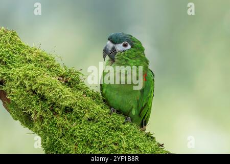 L'Amaca di Hahn o l'Amaca a spalla rossa Diopsittaca nobilis nobilis Foto Stock