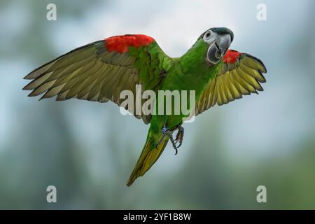 L'Amaca di Hahn o l'Amaca a spalla rossa Diopsittaca nobilis nobilis Foto Stock