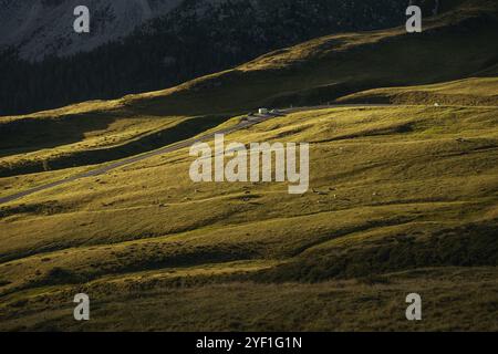 Una strada panoramica si snoda attraverso una lussureggiante collina erbosa punteggiata da alberi vibranti che incombono sullo sfondo pittoresco Foto Stock