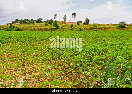 Un lussureggiante campo agricolo verde con piante giovani sotto un cielo nuvoloso. Il paesaggio comprende alberi distanti e un terreno leggermente collinare, creando un se Foto Stock