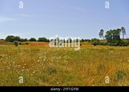 Un tranquillo paesaggio caratterizzato da un campo erboso punteggiato di fiori selvatici sotto un cielo azzurro. Lo sfondo include dolci colline e ammassi di alberi Foto Stock