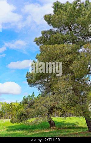 Un tranquillo paesaggio caratterizzato da due grandi alberi di pino con lussureggiante vegetazione. Lo sfondo include un campo erboso e una linea di alberi sotto una luminosa b Foto Stock