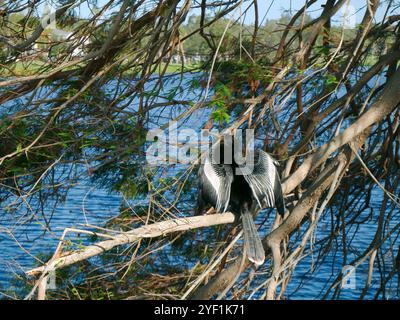 Uccello nero di Anhinga arroccato su piccoli arti dell'albero sul bordo dell'acqua. Le ali sono aperte in una giornata di sole. Preparazione con il becco per posizionare le piume Foto Stock