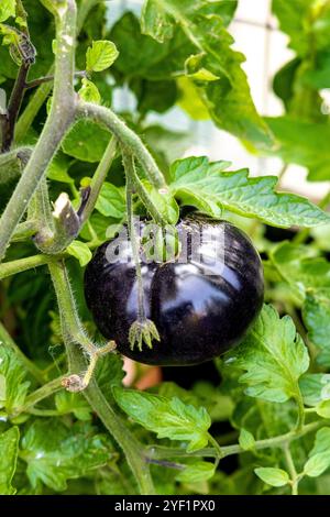 Pomodoro viola scuro coltivato ad un riparto Foto Stock