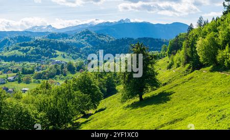 Albero solitario su una collina in Slovenia, montagne alpine sullo sfondo Foto Stock