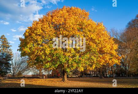 Foglie d'acero norvegese di colore giallo brillante che brillano alla luce del sole autunnale al Larz Anderson Park, Brookline, Massachusetts, Stati Uniti, sotto un cielo azzurro. Foto Stock