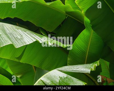 Una vivace esposizione di grandi foglie di banana bagnate che si crogiolano alla luce naturale del sole. Foglie di banana verde lussureggianti illuminate dalla luce del sole in un'area giardino tropicale Foto Stock