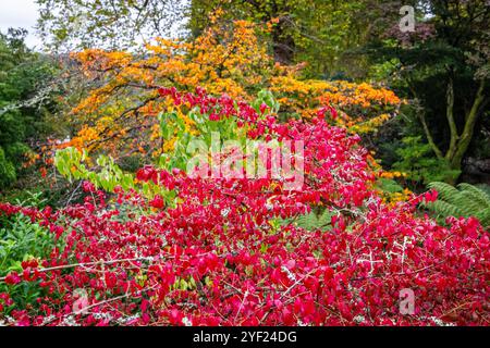 Primo piano di foglie d'albero autunnali in rosso, verde e arancione vibranti. Foto Stock