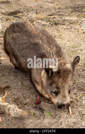 Southern Hairy-Nosed Wombat, Lasiorhinus latifrons Whaling Station Wildlife Park, Albany, Washington, Australia Foto Stock