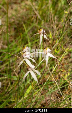 Caladenia longicauda, Orchidee di ragno bianco Foto Stock