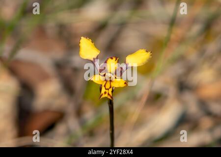 Diuris pardina, Leopard Orchid, Boomers Reserve, Panton Hill, Victoria, Australia Foto Stock