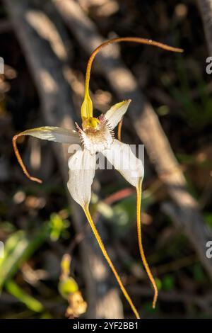 Caladenia longicauda subsp. Crassa, Esperance White Spider Orchid Foto Stock