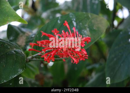 Primo piano di vivaci foglie verdi e sorprendenti fiori rossi di Odontonema con lunghi e sottili petali e stami prominenti, su uno sfondo naturale Foto Stock