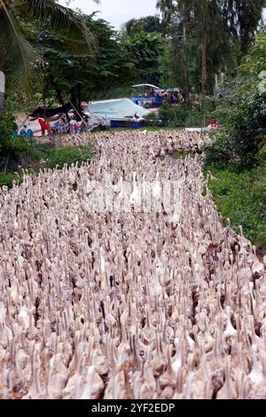 Un sacco di anatre in vietnam, concetto di fattoria industriale. Un sacco di anatre in vietnam, concetto di fattoria industriale 016830 145 Foto Stock