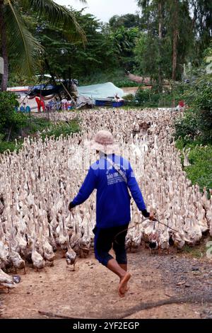 Un sacco di anatre in vietnam, concetto di fattoria industriale. Un sacco di anatre in vietnam, concetto di fattoria industriale 016830 146 Foto Stock