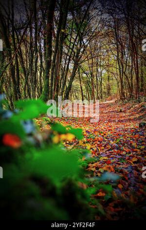 Natura in autunno, foglie e colori Foto Stock