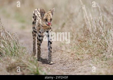 Un gatto servale a gambe lunghe che cammina lungo un sentiero Mara, con la lingua sporgente Foto Stock