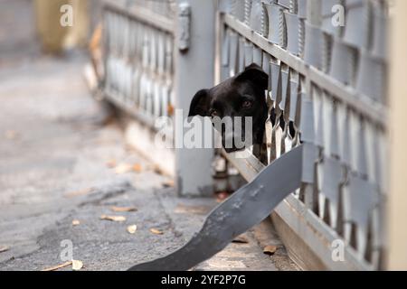 Goiania, Goias, Brasile – 21 ottobre 2024: Un cane nero, di nessuna razza definita, con la testa che fuoriesce dal cancello. Foto Stock