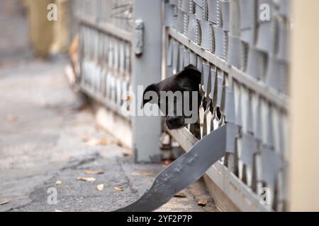 Goiania, Goias, Brasile – 21 ottobre 2024: Un cane nero, di nessuna razza definita, con la testa che fuoriesce dal cancello. Foto Stock