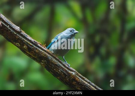 Sayaca Tanager Bird (Thraupis sayaca) Foto Stock