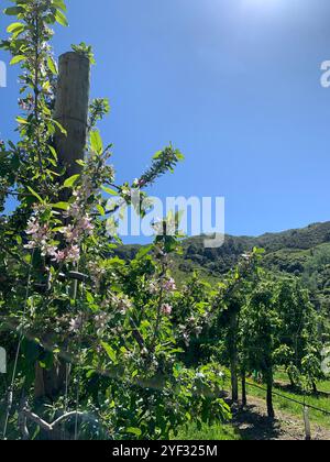 Mele che crescono in primavera Foto Stock