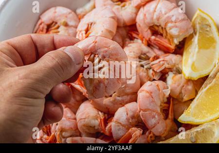 uomo che tiene in mano gamberi bolliti tra le dita su sfondo di gamberi Foto Stock