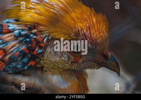 Chrysolophus pictus, fagiano d'oro bellissimo uccello con molto colorato Foto Stock