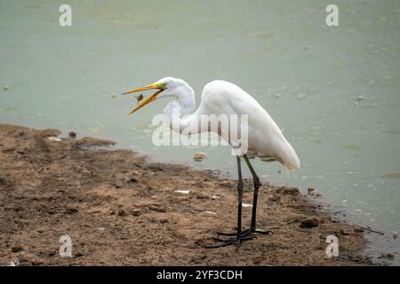Great Egret con il becco d'aria a mezz'aria Foto Stock