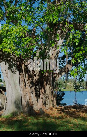 Grande albero di banyan al mattino presto sole e ombra Crescent Lake Park St. Petersburg, Florida. Tronco marrone e arti delle radici appesi in verde chiaro Foto Stock