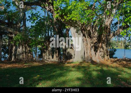 Grande albero di banyan al mattino presto sole e ombra Crescent Lake Park St. Petersburg, Florida. Tronco marrone e arti delle radici appesi in verde chiaro Foto Stock