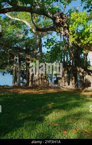 Grande albero di banyan al mattino presto sole e ombra Crescent Lake Park St. Petersburg, Florida. Tronco marrone e arti delle radici appesi in verde chiaro Foto Stock