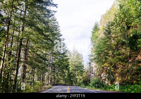 Strada del parco del lago Cultus fiancheggiata da pini a Chilliwack, Fraser Valley, British Columbia, Canada Foto Stock