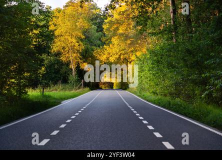 Una strada asfaltata si estende attraverso alberi adornati da fogliame dorato, illuminati da un caldo tramonto estivo olandese, invitante tranquillità ed esplorazione Foto Stock