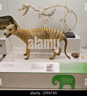 L'esposizione di un tilacino tassidermiato, noto anche come la tigre della Tasmania con il suo scheletro all'Australian Museum di Sydney Foto Stock