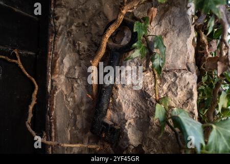 Una mezuzah apposta sulla porta di una casa a Gerusalemme, Israele. Una mezuzah è un rotolo contenente versi scritturali che ricordano agli ebrei il loro obbligo Foto Stock