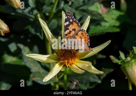 Nancy, Francia - Vista su una farfalla Vanessa cardui che si forgia su un fiore giallo di Dahlia. Foto Stock