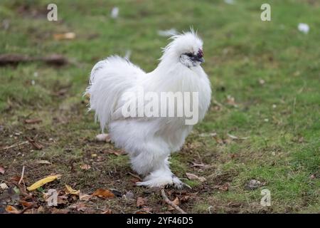 Nancy, Francia - Vista di un Silkie maschio in un pollaio in un parco della città di Nancy. Foto Stock