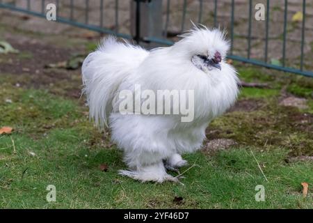 Nancy, Francia - Vista di un Silkie maschio in un pollaio in un parco della città di Nancy. Foto Stock