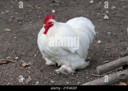 Nancy, Francia - Vista su un Pekin Bantam maschio in un pollaio in un parco della città di Nancy. Foto Stock